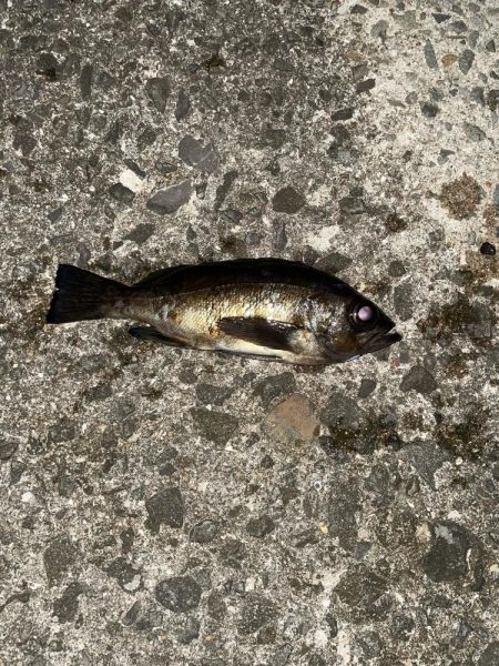 メバリング 好調